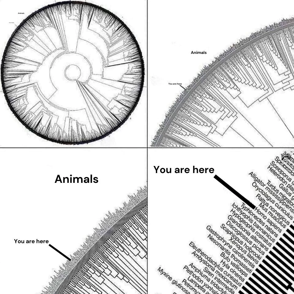 L’arbre du vivant est surtout microbien